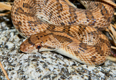 Arizona elegans eburnata