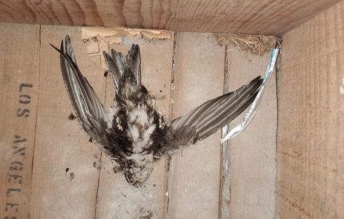 White-throated Swift