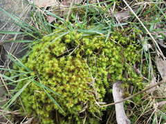 Leptodontium paradoxum