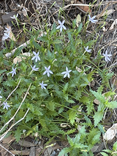 Lithotoma petraea observed 2026-10-20
