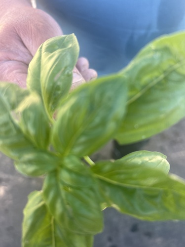 Ocimum basilicum observed 2026-10-21