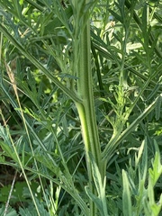 Parthenium hysterophorus