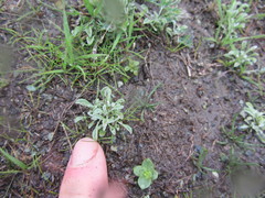 Hesperevax sparsiflora