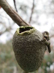 Opodiphthera eucalypti