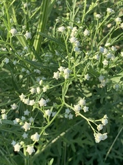 Parthenium hysterophorus