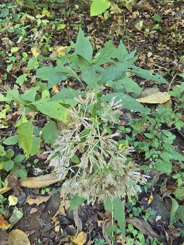 Eutrochium purpureum, 2026-10-21