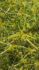 Cyperus aggregatus