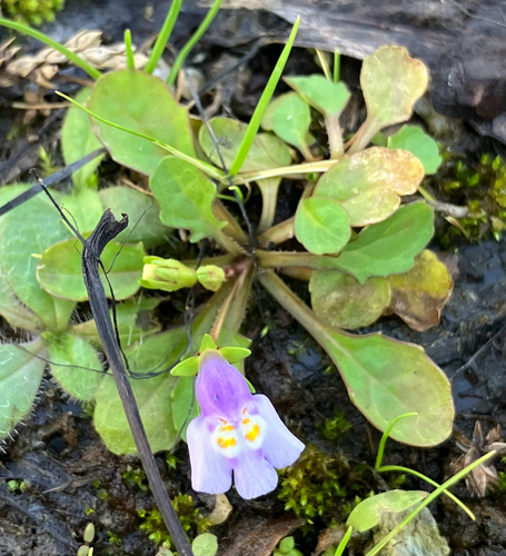 Mazus pumilus observed 2026-10-20