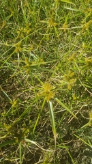 Cyperus aggregatus