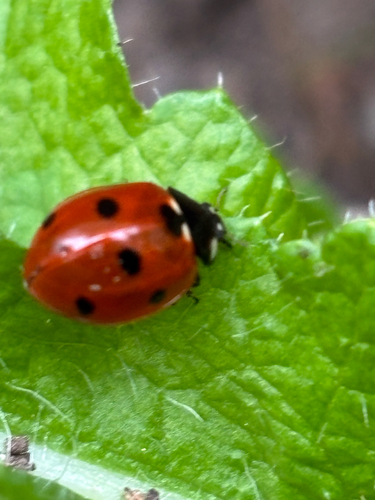 Seven-spotted Lady Beetle