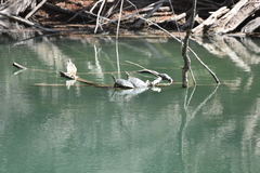 Trachemys hartwegi