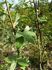 Salix