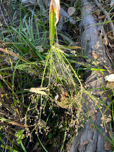 Scirpus sylvaticus, 2026-10-16