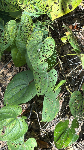 Dioscorea bulbifera observed 2026-10-21
