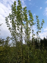 Salix