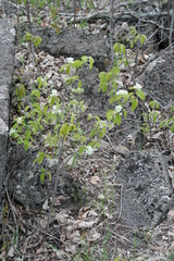 Amelanchier sanguinea