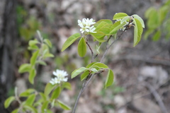Amelanchier sanguinea
