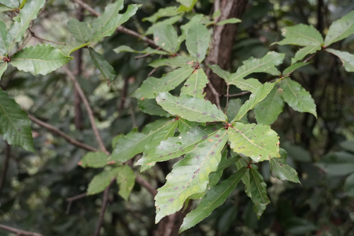 Quercus serrata observed 2026-10-21