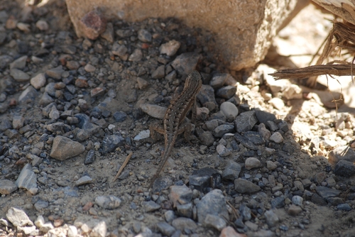 Southwestern Fence Lizard
