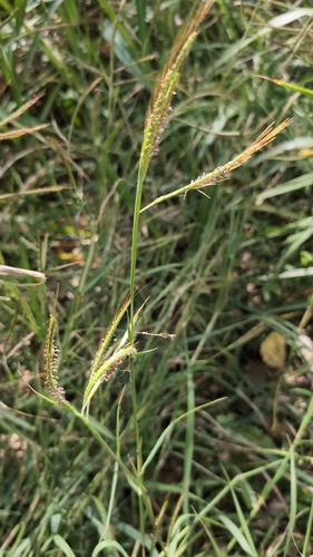 Dichanthium aristatum observed 2026-10-21