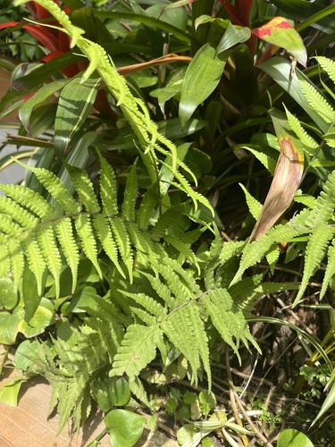 Christella dentata observed 2026-10-21