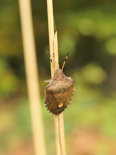 Vernal Shield Bug