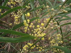 Acacia provincialis