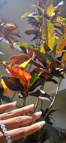 Codiaeum variegatum observed 2026-10-19