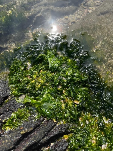 Ulva lactuca observed 2026-10-21
