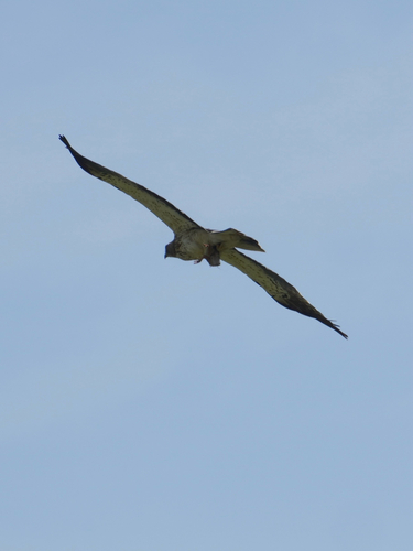 iNaturalist image
