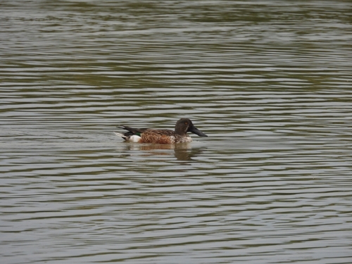 Northern Shoveler
