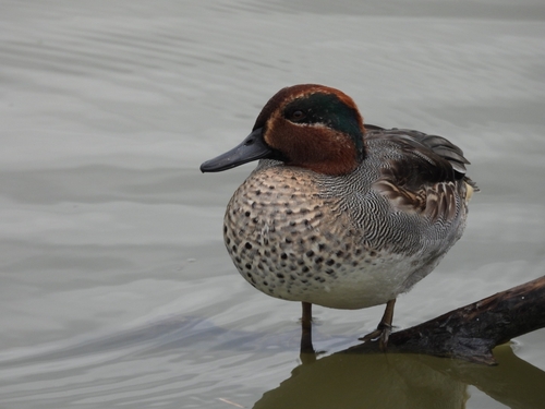 Green-winged Teal