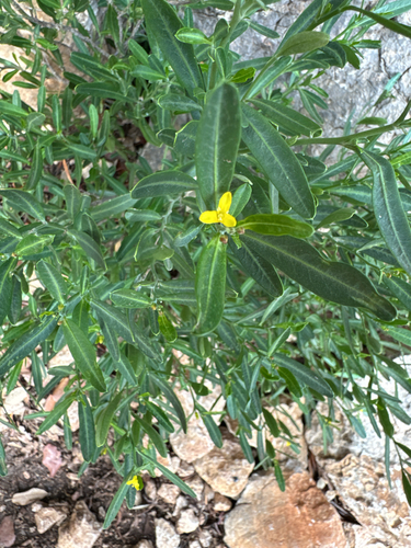 Olivella observed 2026-10-21