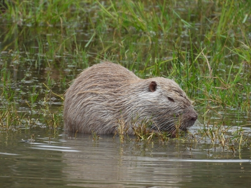 Coypu