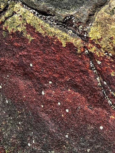 Hildenbrandia rubra observed 2026-10-21