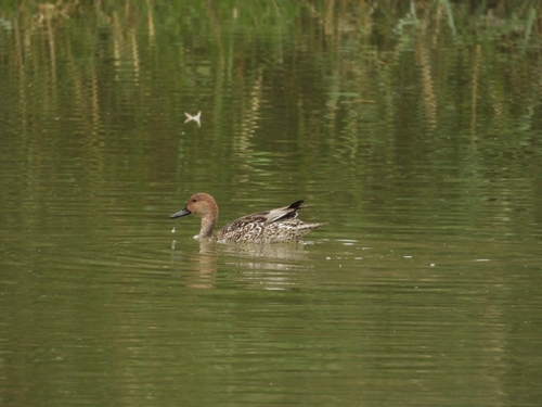 Northern Pintail