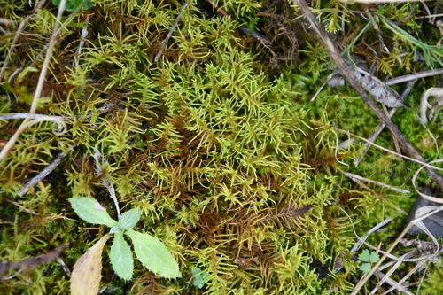 Abietinella abietina observed 2026-10-21