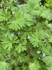 Geranium pusillum