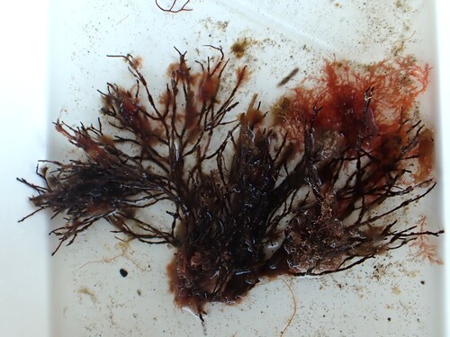 Cladostephus spongiosus observed 2026-10-18