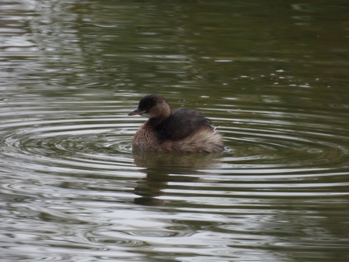 Little Grebe