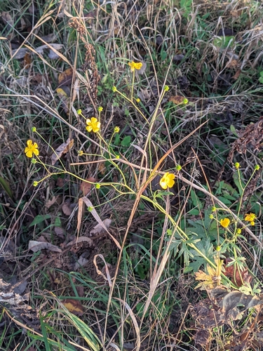 meadow buttercup photograph by the iNaturalist community