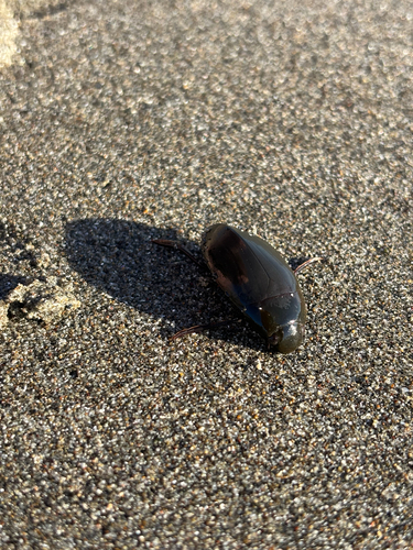 Giant Water Scavenger Beetle