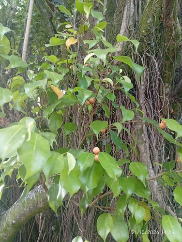 Ficus benjamina observed 2026-10-21