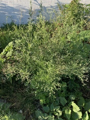 Parthenium hysterophorus