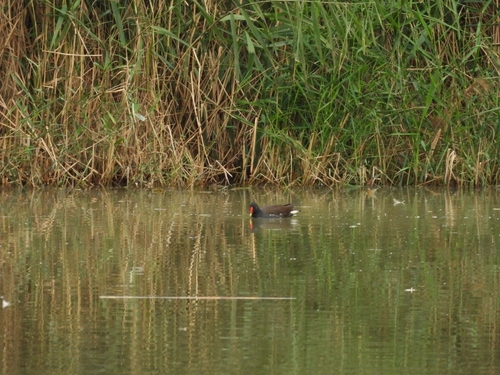 Eurasian Moorhen