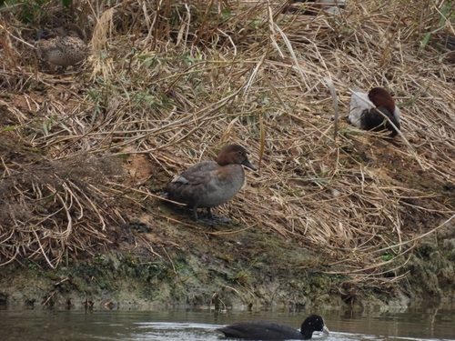 Common Pochard