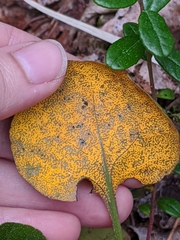 Rossmanomyces pyrolae