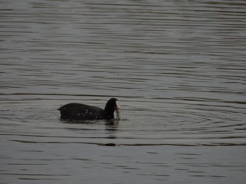 Common Coot
