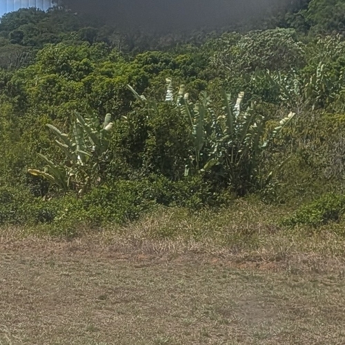 Phenakospermum guyannense observed 2026-10-21