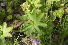 Alchemilla subcrenata